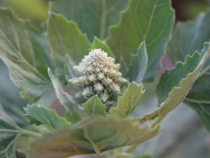 quinoa plant