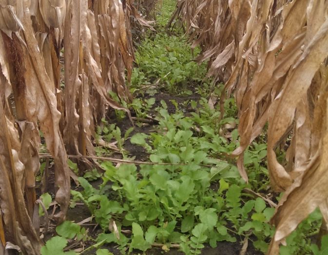 radish crops growing as cover crops between corn crops