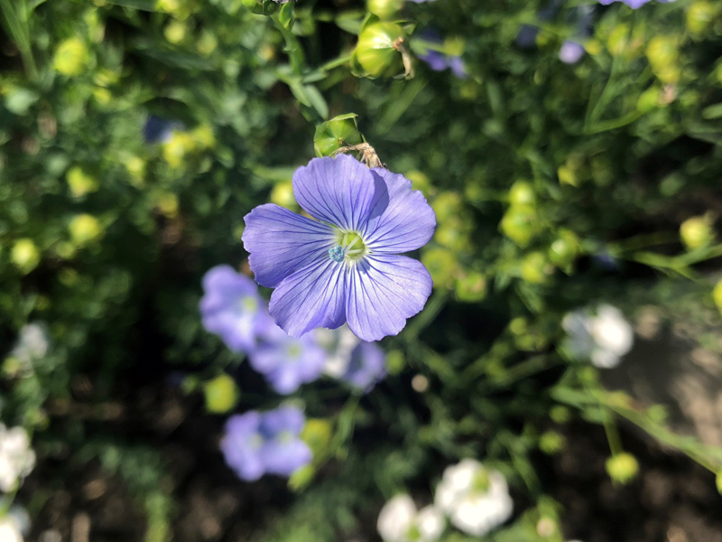 Flaxseed flower in bloom