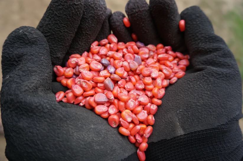 gloved hands holding red coated seeds