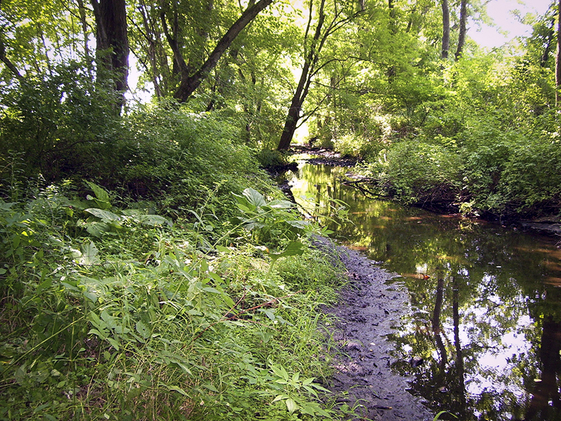 stream bank in forest.