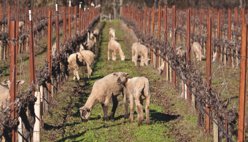 sheep grazing in vineyard