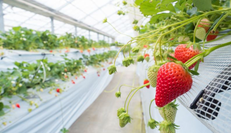 strawberries growing in greenhouse