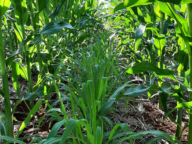 Grass intercropped between corn