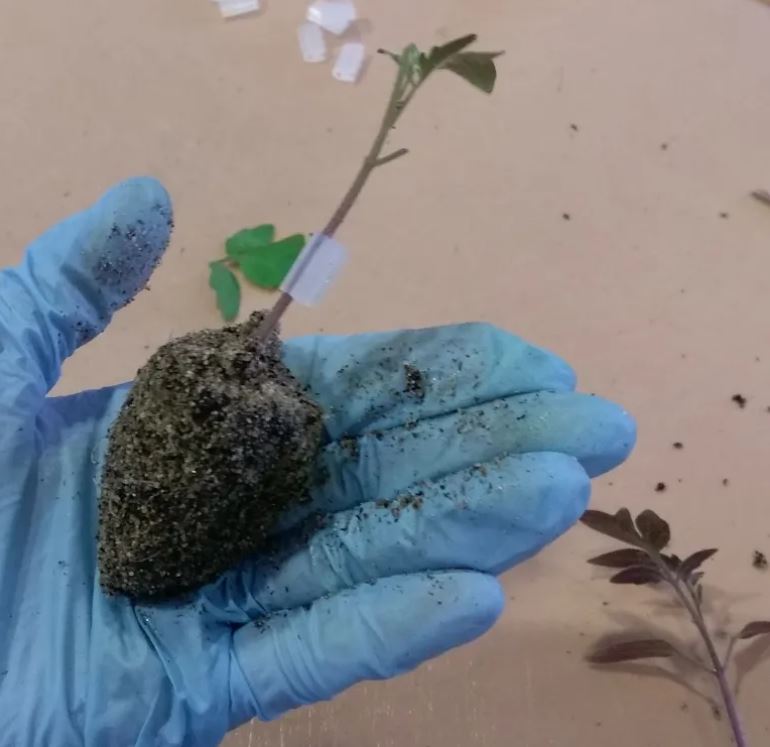 gloved hand holding tomato root