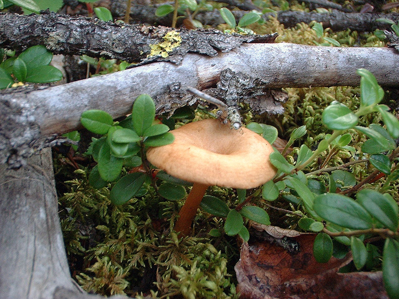 Single mushroom growing among greenery