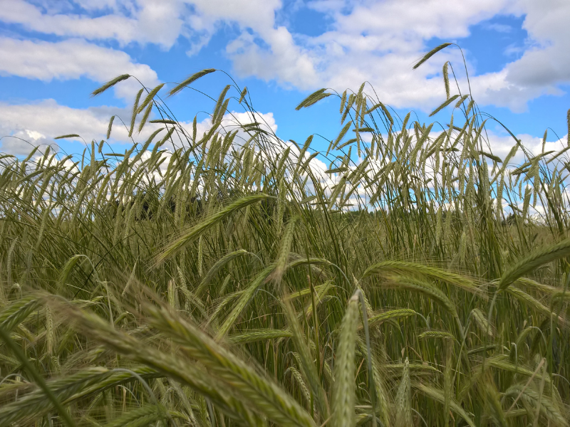 field of winter rye plants