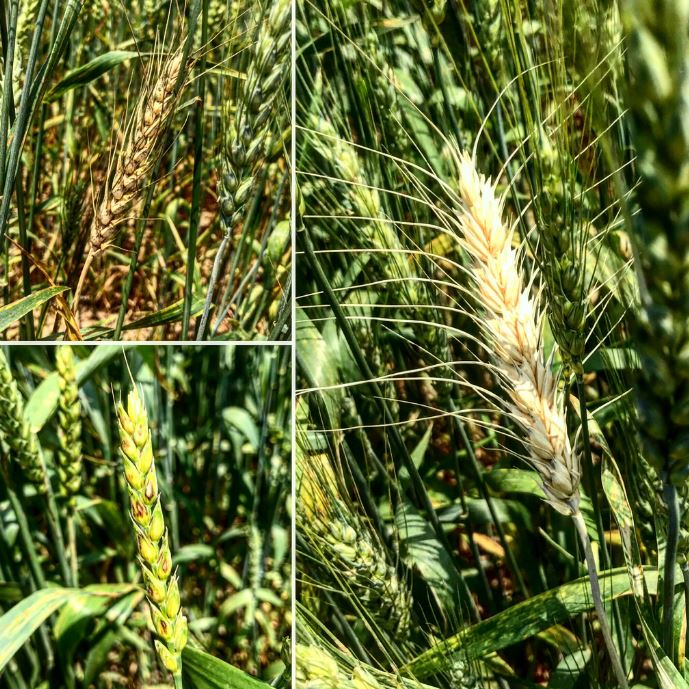 three side by side closeup photos of types of wheat