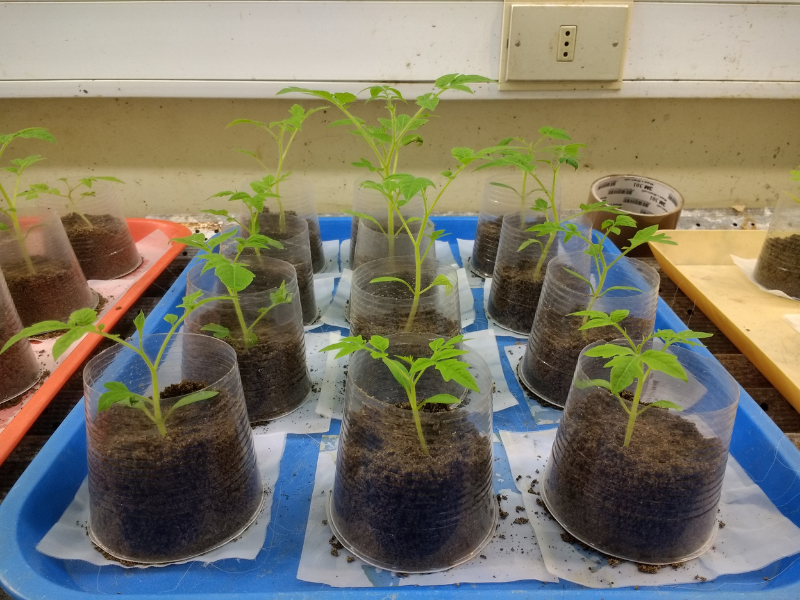 over a dozen small potted tomato plants on tray