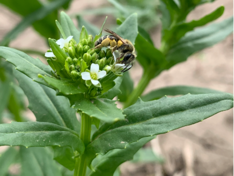 bee on pennycress crop