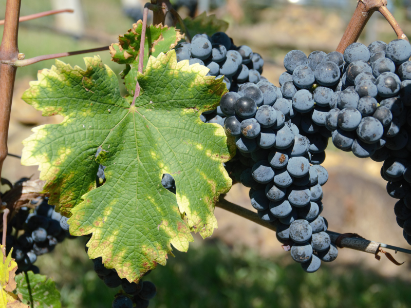 grapes on vine and leaf