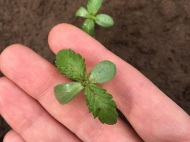 hand holding small hemp sprout