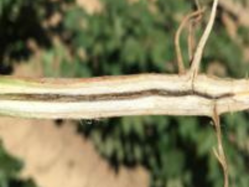 Closeup of root staining caused by fungus known to impact Pima cotton