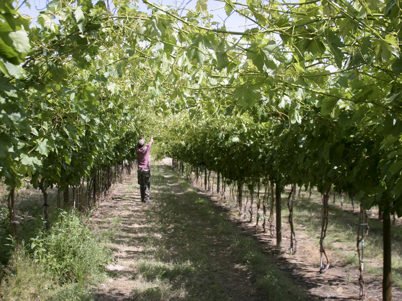 Person scouting orchard trees.