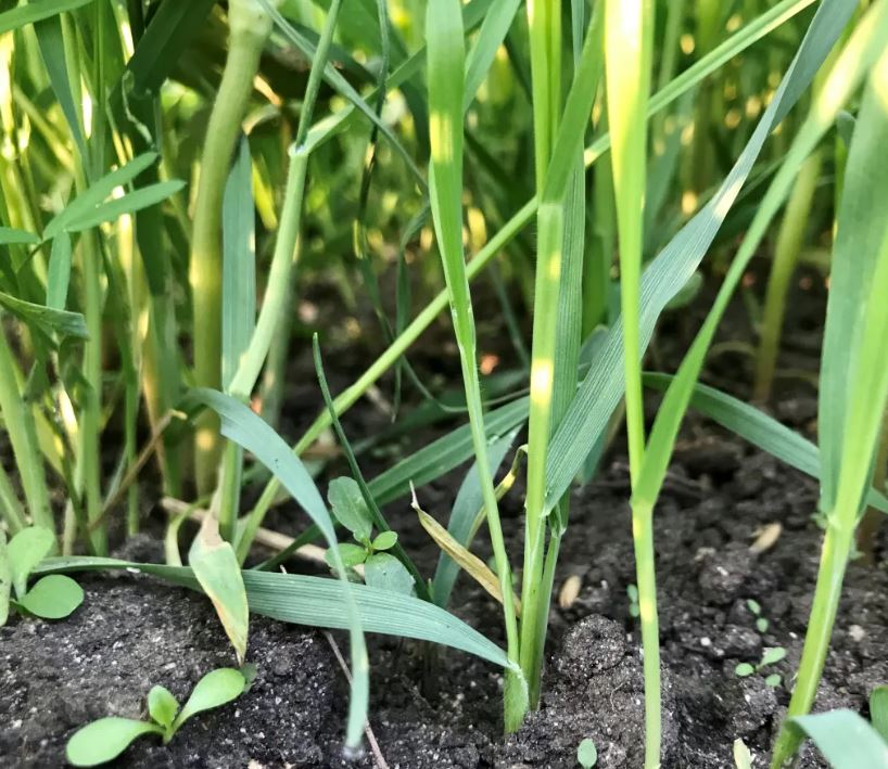 winter rye cover crop in soil