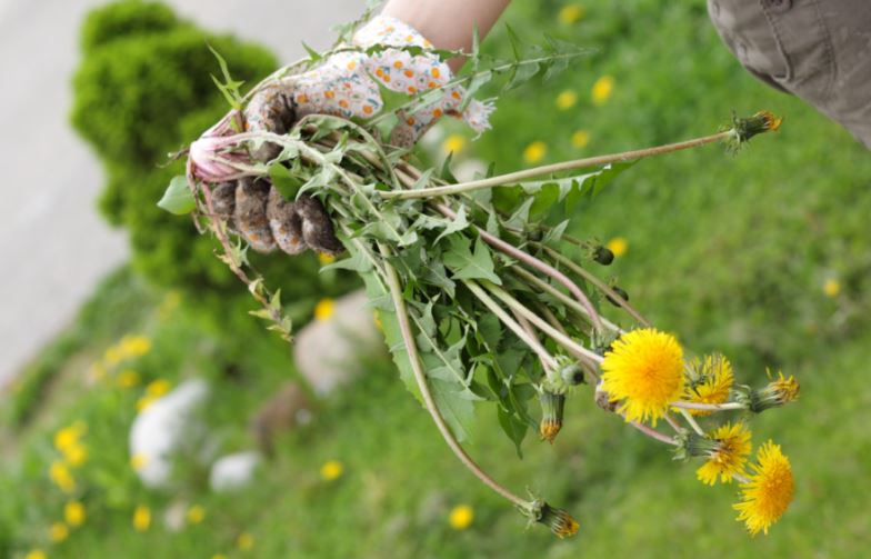 hand holding dandelions