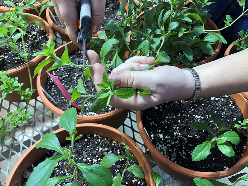 Hands holding snipping tool cutting off a piece of a stevia plant