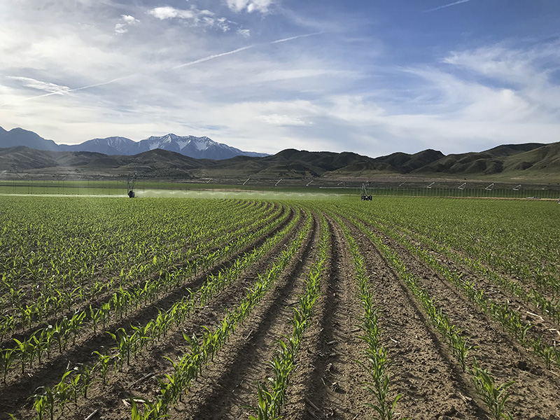 Pivot in field of emerged corn.