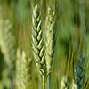 Picture of wheat