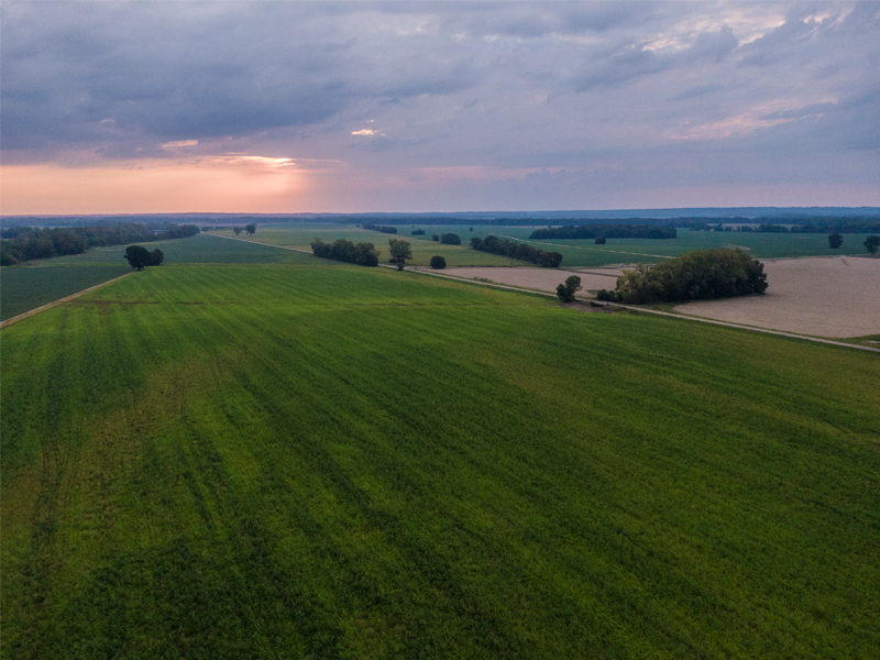 open field at dawn