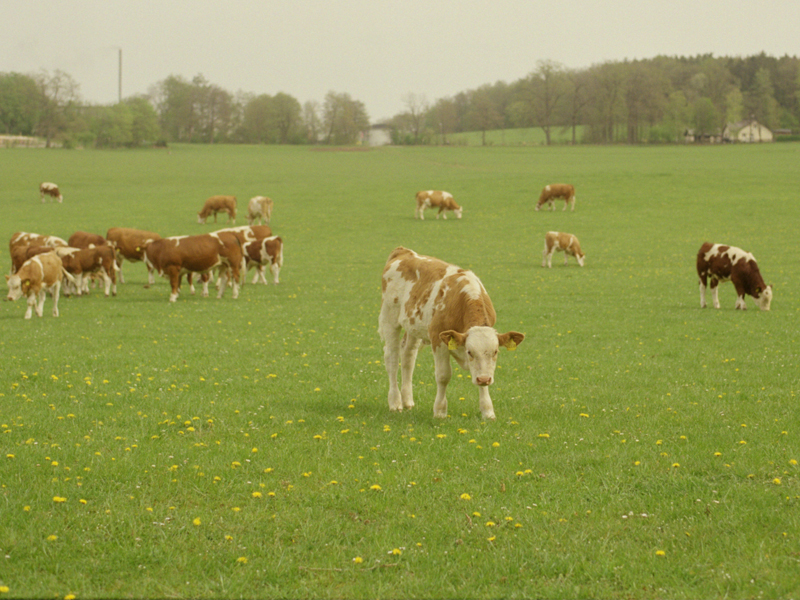 Cows grazing in a field