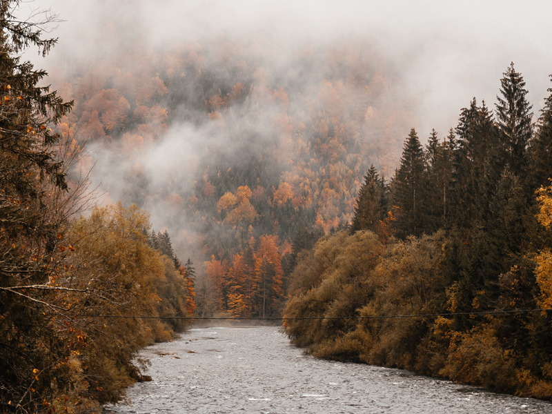 river in smoky forest