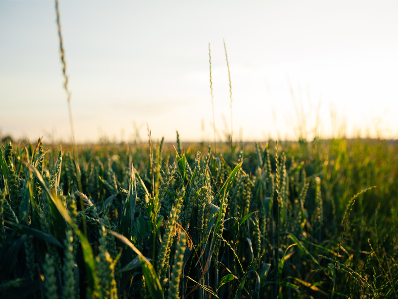 Wheat Field