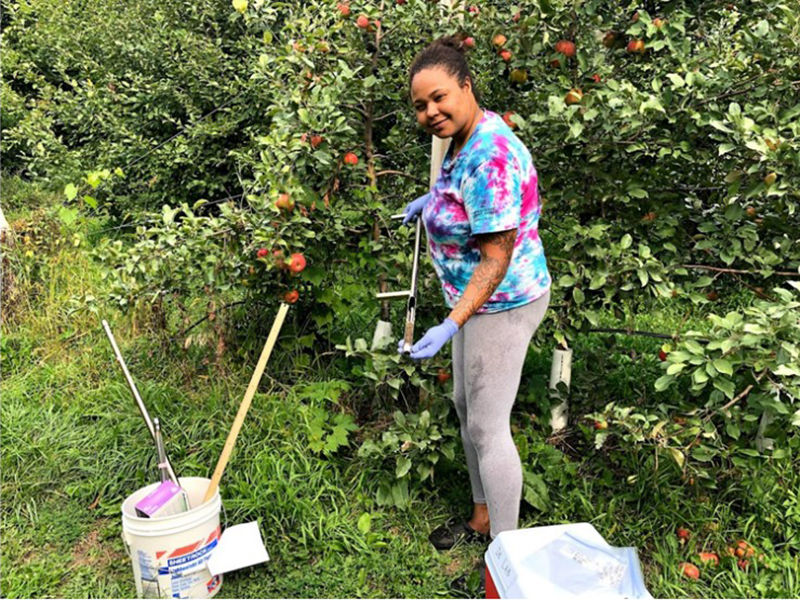 The soil was collected from an apple orchard in Lake Crystal, MN at the 0- to 6-inch depth where there was a 2-ft radius from the base of the apple tree trunk.