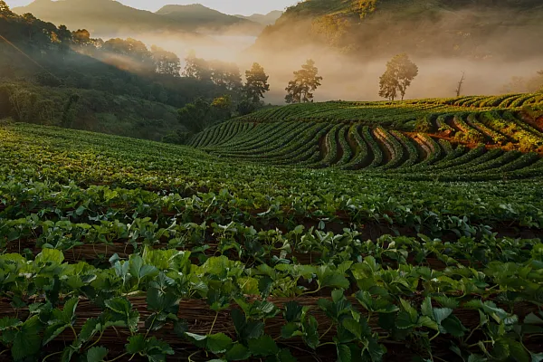 ASA home fields