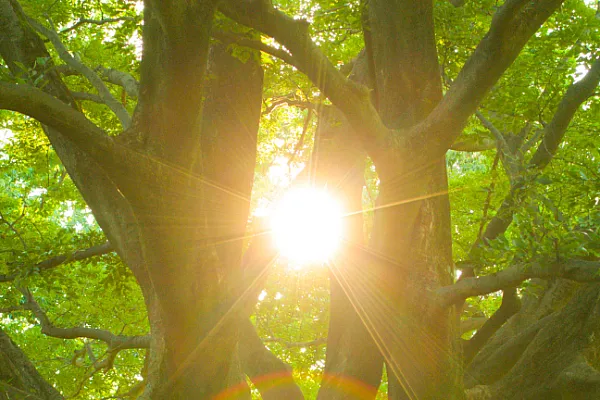 bright sun shining through the branches of a tree