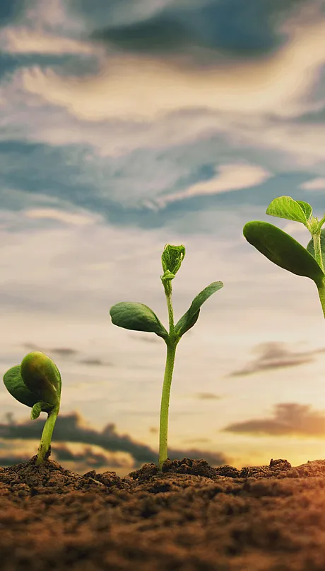 sun and sky with seedlings sprouting