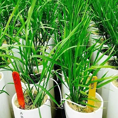 Growing rice for learning