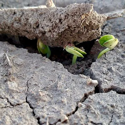 Seedlings growing out of dry ground