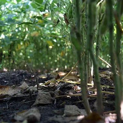 Close up of crop stems