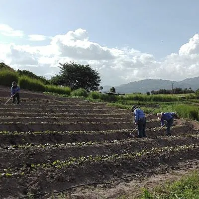 Working in a field