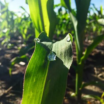 Dew on a cornstalk