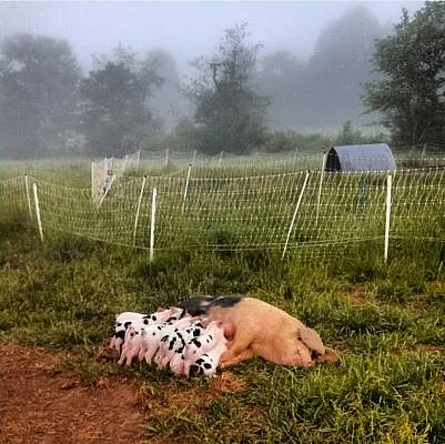 Cows lying in field