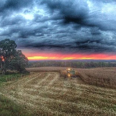 Harvest at sunset