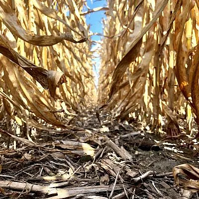 Between cornstalks