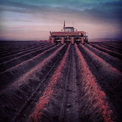 Potato planting at sunrise