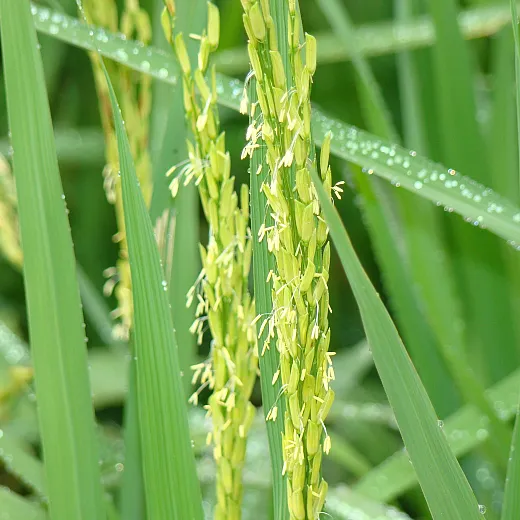 Rice flower close up