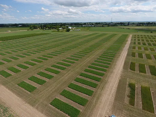 Overhead image of a wheat field