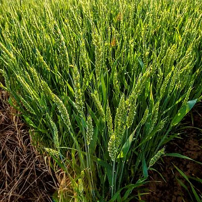 Close up of wheat